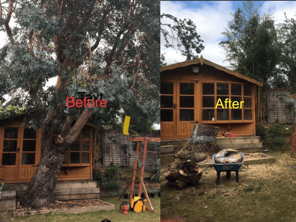 Before and after image of works by Little Joe's Tree Services