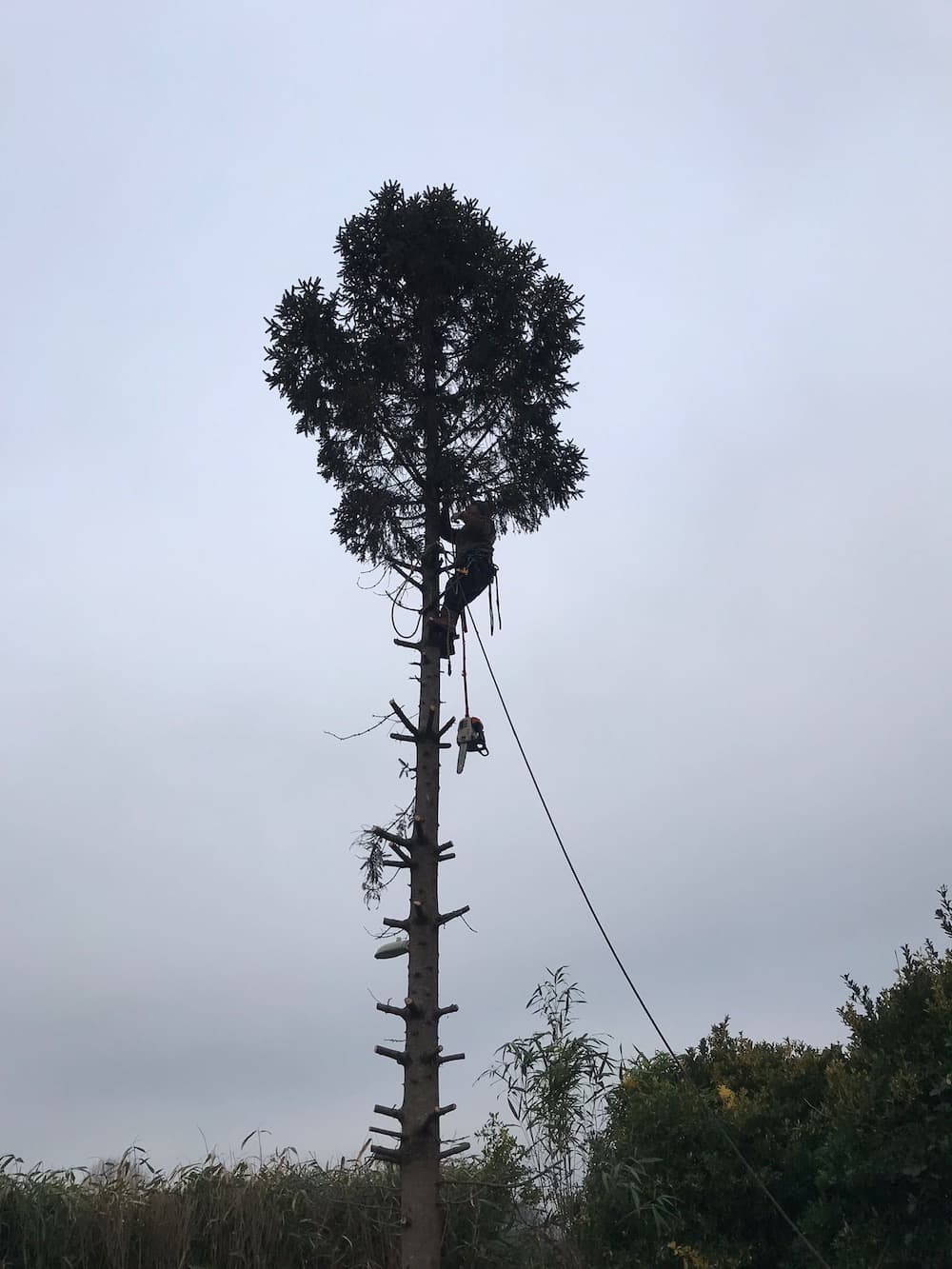 Image of a tall tree being worked on