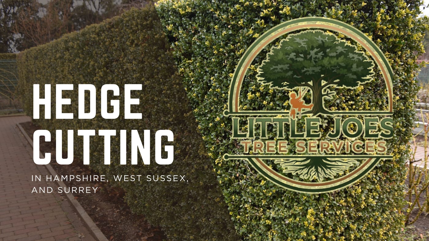 A tall garden hedge cut straight and tidy